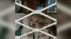 Llenos de pulgas y garrapatas: rescatan a 18 perros de una casa en la frontera