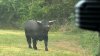 Toro fugado del matadero obliga a alerta en municipalidad de Nueva Jersey