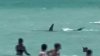 “Salgan del agua”: bañistas tienen cercano encuentro con tiburón en una playa de Florida