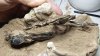 Hallan el fósil de un pájaro carpintero de hace más de 200,000 años