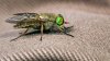 Regresan las moscas de cabeza verde a las costas de Delaware y NJ; todo lo que debes saber