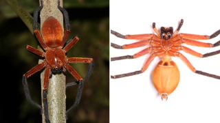 araña cangrejo gigante