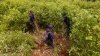 EEUU: es “temporal” la suspensión del monitoreo de cultivos de coca en Colombia