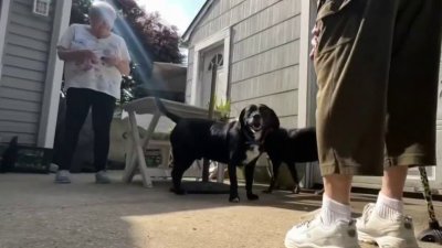 Dos mujeres comparten su experiencia con perritos adoptados en pares