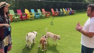 Un espacio especial para los perritos; se trata de Bark Social