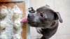 ¿Qué alimentos no puede comer tu perro? Estos 7 productos son malos para su salud