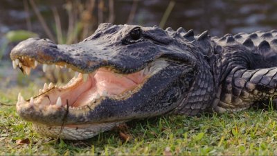 Ataque de gigantesco caimán deja un muerto