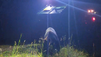 En video: liberan a oso capturado en parque de Disney World
