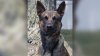 Yoda, el perro de la Patrulla Fronteriza que fue clave en la captura de fugitivo en Pensilvania
