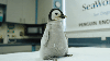 En video: por primera vez en 13 años, nace un pingüino emperador en SeaWorld