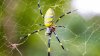 Las arañas Joro llegarían este verano a Nueva York y Nueva Jersey: lo que debes saber