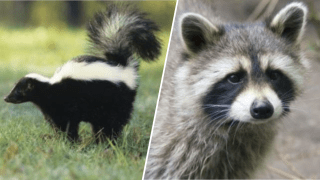 Rabid raccoon Rabid skunk