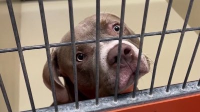 Adopciones a $10 por perritos que pesan más de 40 libras