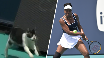 En video: gato se cuela en el Miami Open durante partido de Venus Williams