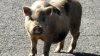 Oficiales encontraron un cerdo fugitivo y ahora buscan a su dueño en Cheltenham