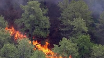 Incendio de maleza cubre 100 acres de terreno en bosque de NJ