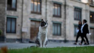 Ollin se sentado en uno de los jardines del Palacio Nacional en Ciudad de México el jueves 4 de marzo de 2024. Ollin, uno de los 19 gatos que viven en el Palacio Nacional, recibió su nombre por la palabra azteca para "movimiento".