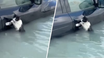 ¡Aferrado a la puerta de un auto! Valiente gato sobrevive a las inundaciones en Dubái