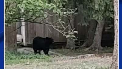 Capturan oso negro vagando por Montgomery County