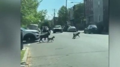 Perros atacan a peatón en Filadelfia