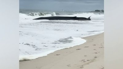 Hallan ballena varada en una playa de Delaware