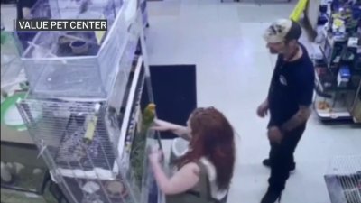 Buscan a mujer por robarse un pájaro de $1,000