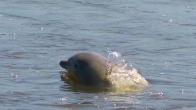 Intentan ayudar a delfin atrapado en un arroyo de NJ