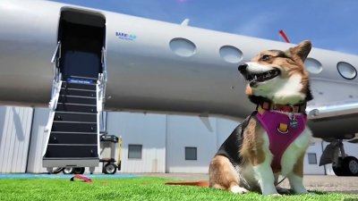 Bark Air: Un avión para perros con todas las comodidades que ellos necesitan