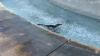 Video: cría de cocodrilo se baña en fuente de agua para refrescarse del intenso calor