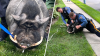 Cerdo fugitivo fue capturado por la policía de Nueva Jersey
