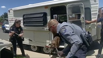 “¡No queremos que mueras!”: policías rescatan a un perro de un tráiler caliente