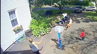 En video: oso sorprende a familia que jugaba con los niños frente a su casa