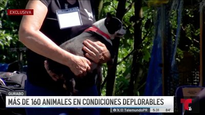 Encuentran más de 160 animalitos en pésimas condiciones en Gurabo