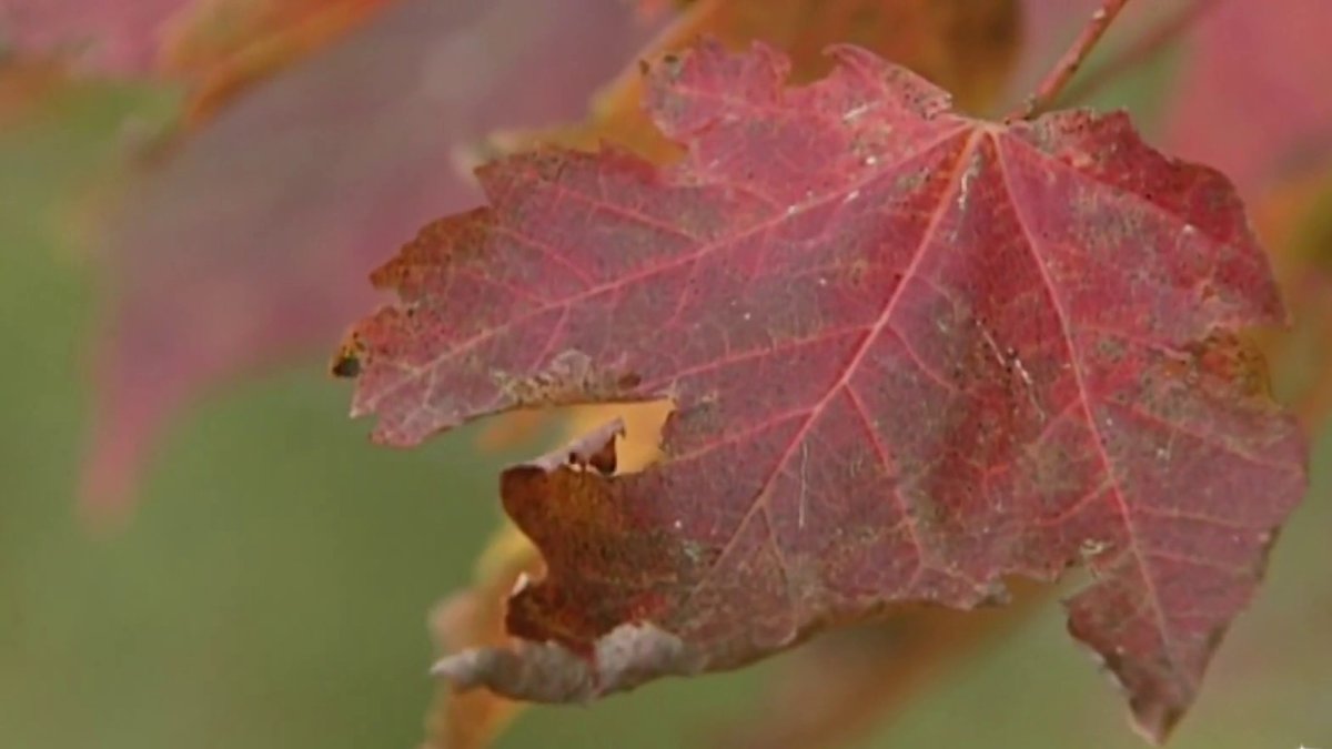Dónde ver follaje de otoño en Pensilvania, NJ y Delaware – Telemundo 62, image size:1200x675