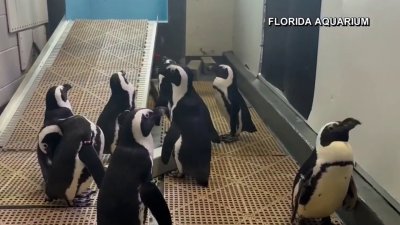 Zoológico de Tampa desaloja a los pingüinos