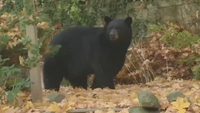 Comienza cacería de osos en NJ