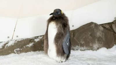 El adorable y famoso pingüino “Pesto” pierde sus plumas