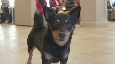 Una tradición de más de 20 años, el National Dog Show