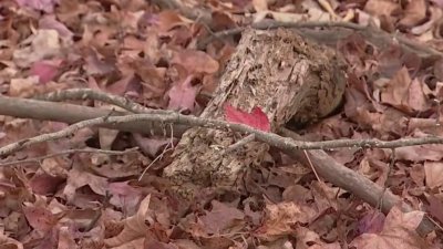 Baja el caudal del río Cooper tras la sequía en NJ