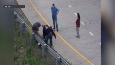 En video: Emú o avestruz varado paraliza I-76 a la altura de KOP