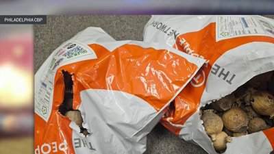 Incautan casi 300 libras de amapola de opio en Philly