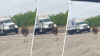 Emú o avestruz varado paraliza I-76 a la altura de KOP