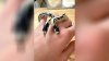 Insólito: tienda de reptiles en California encuentra una serpiente de dos cabezas