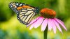 La población de la mariposa monarca continúa en descenso: ¿cómo podemos ayudarla?