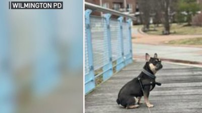 Piden ayuda para encontrar perrito Bulldog Francés robado