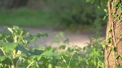 Toque de queda en Chester County para menores durante el verano