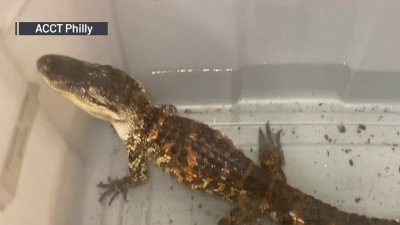Rescatan a caimán y perro abandonados en una residencia en Philly