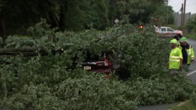Familia queda atrapada dentro de su auto por la caída de un árbol en Montgomery County