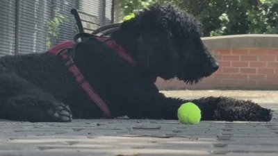 ¿Cómo proteger a tu mascota durante el calor extremo?
