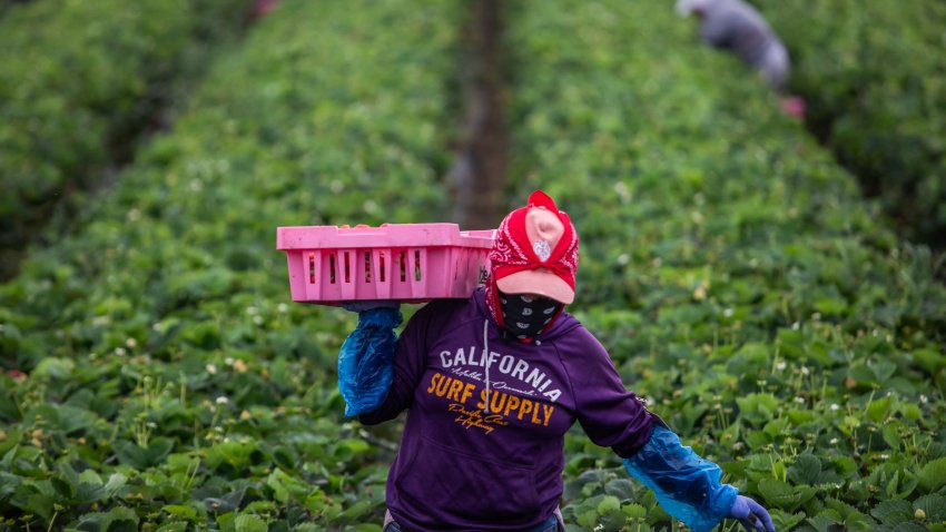A farmworker works in a strawberry field on June 12, 2025 in Oxnard, California. Anti-immigration crackdowns ordered by US President Donald Trump has seen federal authorities target factories and work sites since June 6, sparking days of angry protests in Los Angeles. (Photo by Apu GOMES / AFP) (Photo by APU GOMES/AFP via Getty Images)